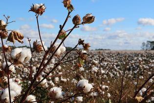  Is Turkish Cotton Better Than Egyptian Cotton?